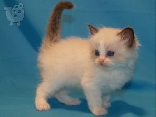PoulaTo: Επικοινωνήστε μαζί μου μέσω Viber: ( +63-945-413-6749 ) RAGDOLL KITTENS